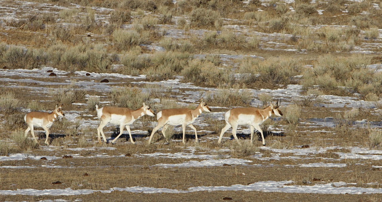 pronghorn 2092435 1280