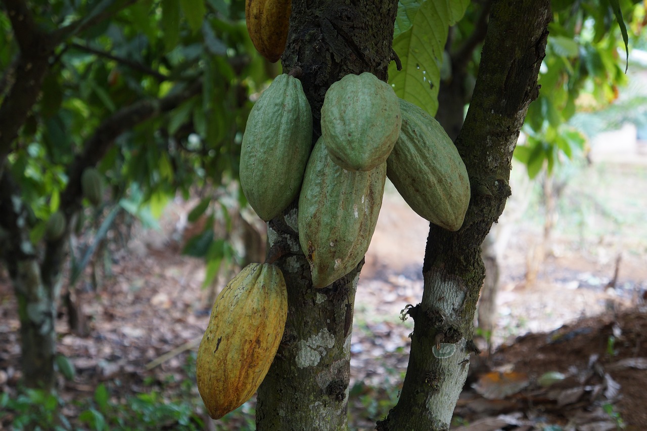 cacao trees