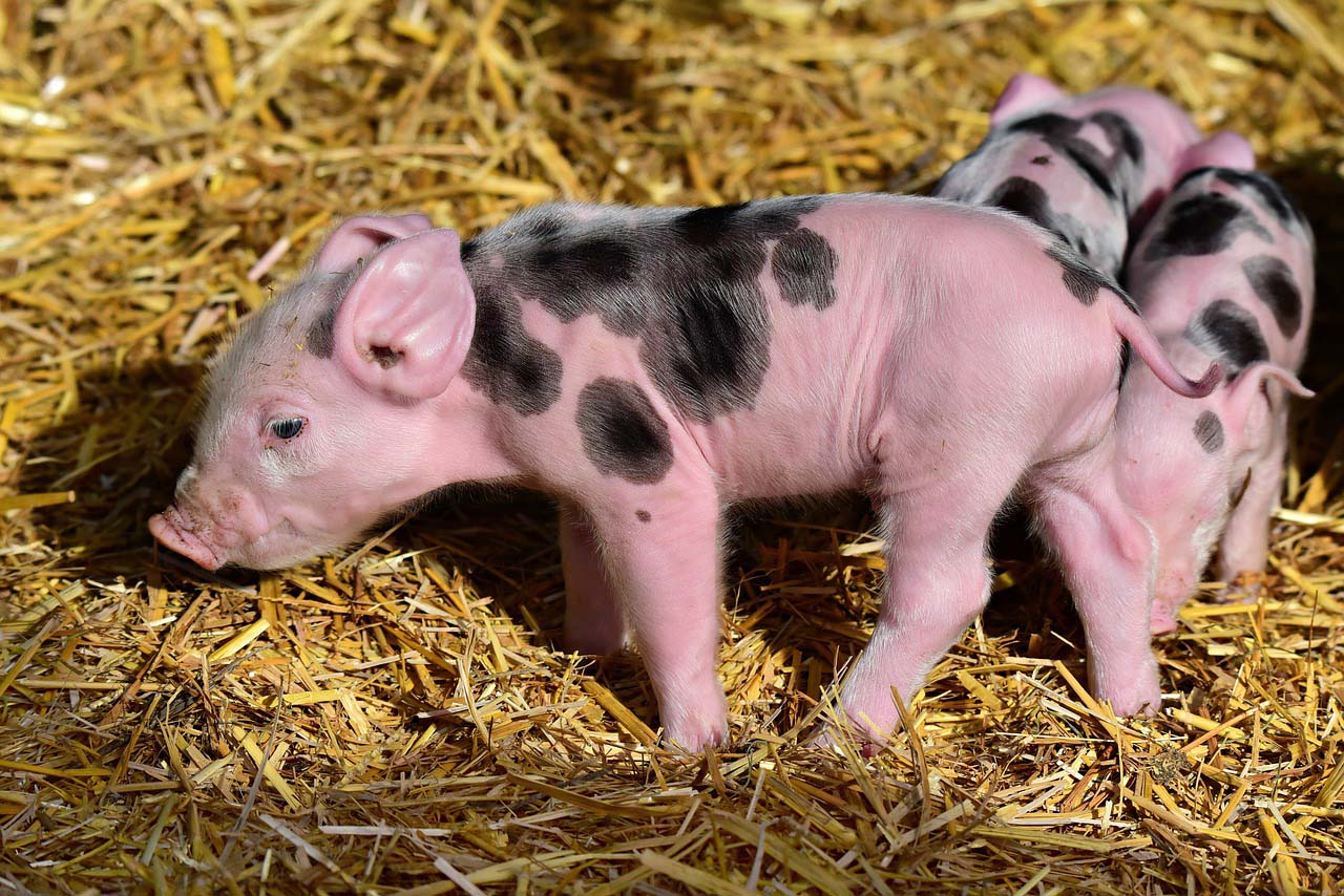 genetically modified pigs
