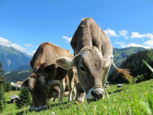 cows-203460_1920